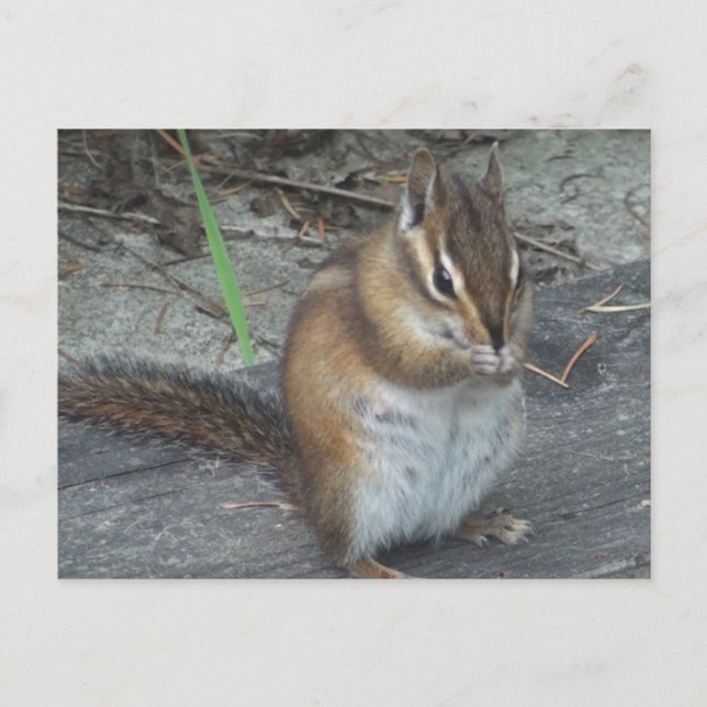 Alvie the Chipmunk Postcard Vykort (Framsida)