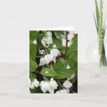 Älvor för skugga i vitt Klockor