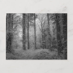 Älvorna Werndee Skogen nr 1 Vykort