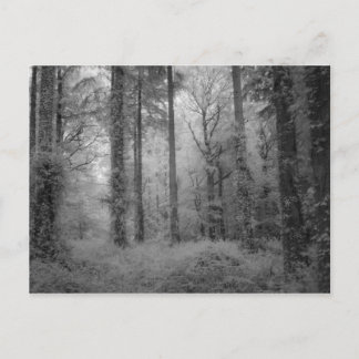Älvorna Werndee Skogen nr 1 Vykort