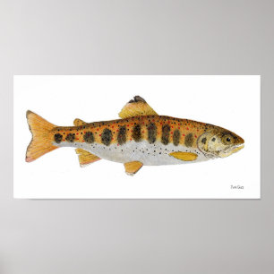 Amago Watercolor Poster
