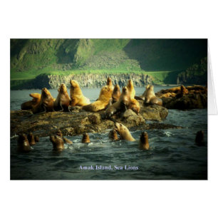 Amak Island Sea Lejon Card OBS Kort