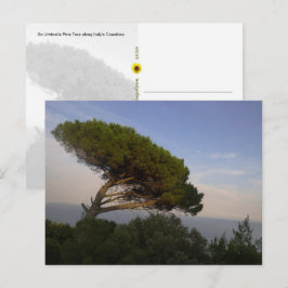 Amalfi-kusten Paraplytall, Italien - vykort