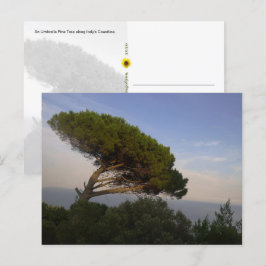 Amalfi Kusten Umbrella Gräs Träd, Italien - vykort