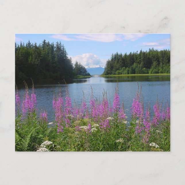 Amalga Fireweed-vyer Vykort (Framsida)