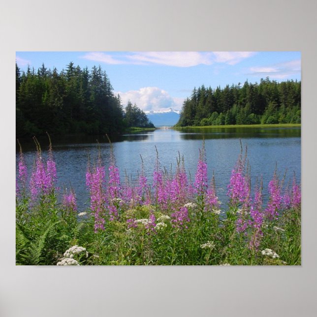 AmalgaFireweed Poster (Framsidan)