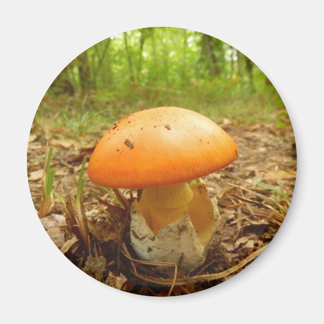 Amanita Caesarea Mushroom Magnet (Framsidan)