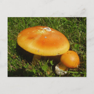 Amanita Caesarea Mushroom Postcard Vykort