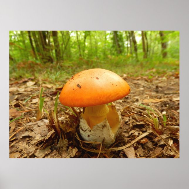Amanita Caesarea Mushroom Poster (Framsidan)