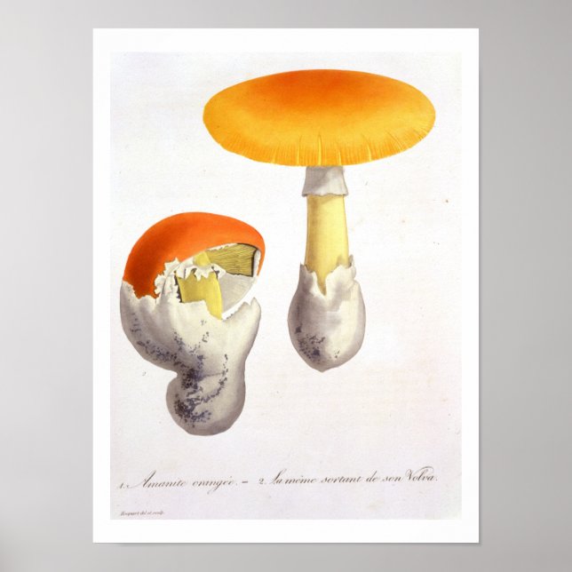 Amanita Caesaria från "Phytographie Medicale" av J Poster (Framsidan)