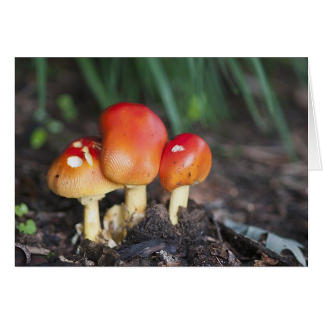 Amanita-familjens svamp hälsningskort (Framsidan Horizontal)