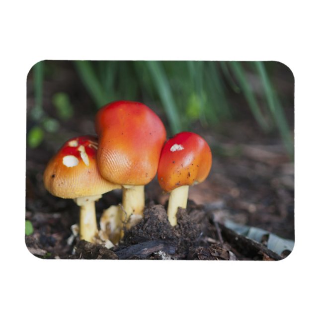 Amanita-familjens svamp magnet (Horisontell)