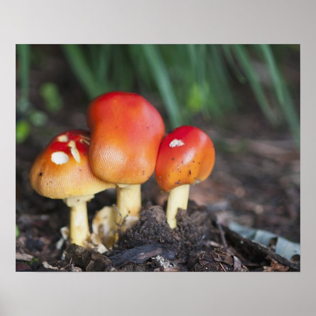 Amanita-familjens svamp poster (Framsidan)