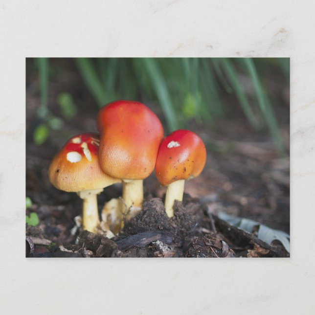 Amanita-familjens svamp vykort (Framsida)