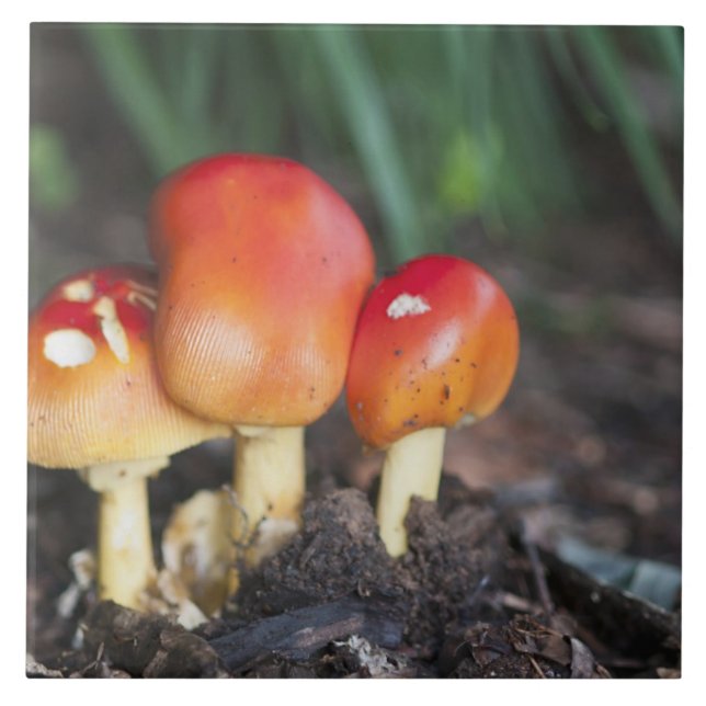 Amanita familjesvamp kakelplatta (Framsidan)