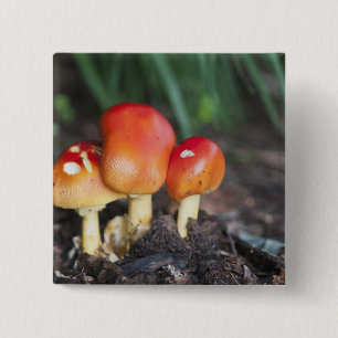 Amanita familjesvamp knapp