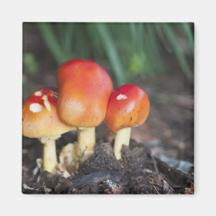 Amanita familjesvamp magnet