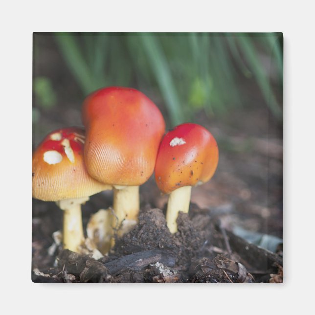 Amanita familjesvamp magnet (Framsidan)