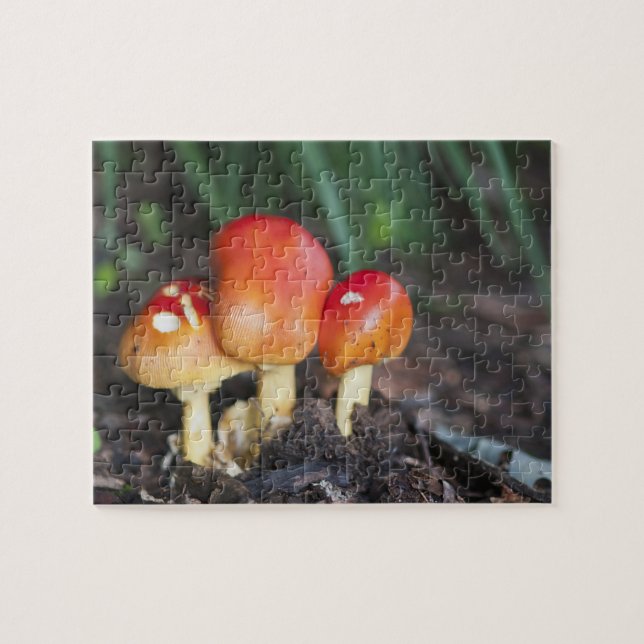 Amanita familjesvamp pussel (Horisontell)