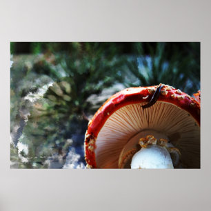 Amanita Muscaria med smög Poster