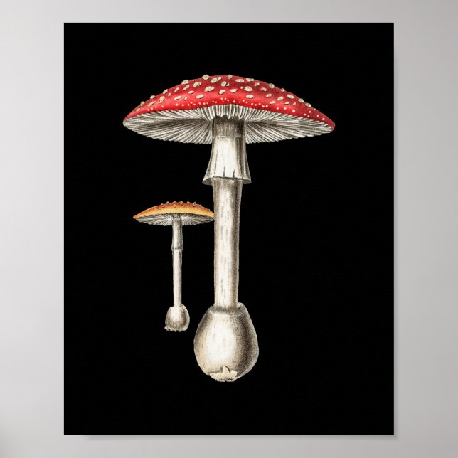 Amanita Muscaria Mushroom Botanical Nature Fungi Poster (Framsidan)