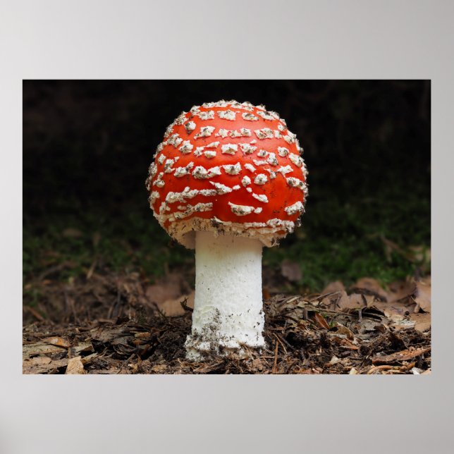 Amanita muscaria var. aureola (Fly Agaric) Poster (Framsidan)