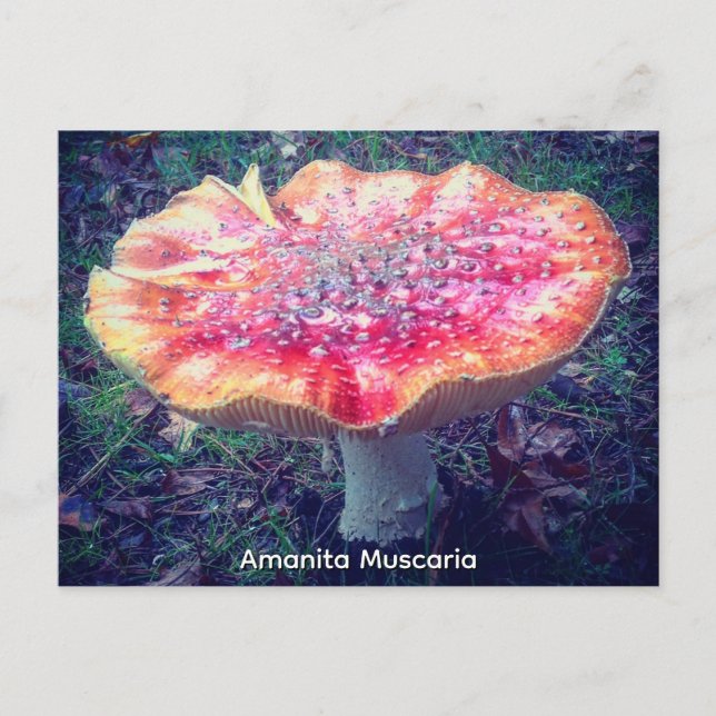 Amanita Muscaria Vykort (Framsida)
