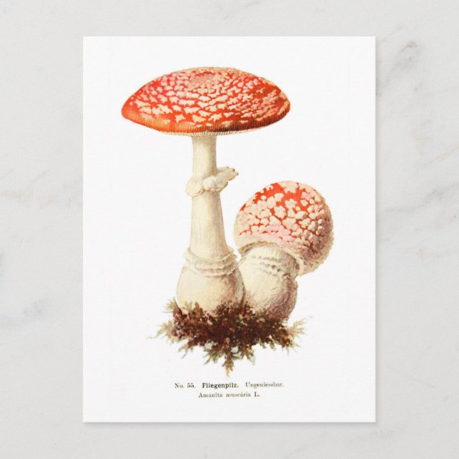 Amanita muscaria vykort (Framsida)