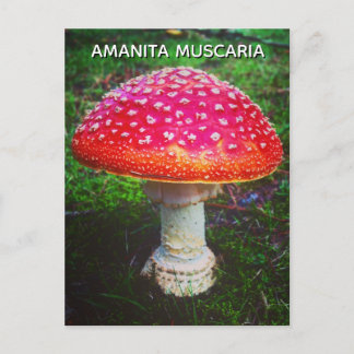AMANITA MUSCARIA VYKORT