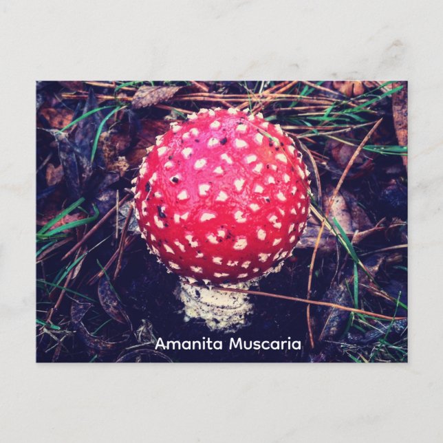 Amanita Muscaria Vykort (Framsida)