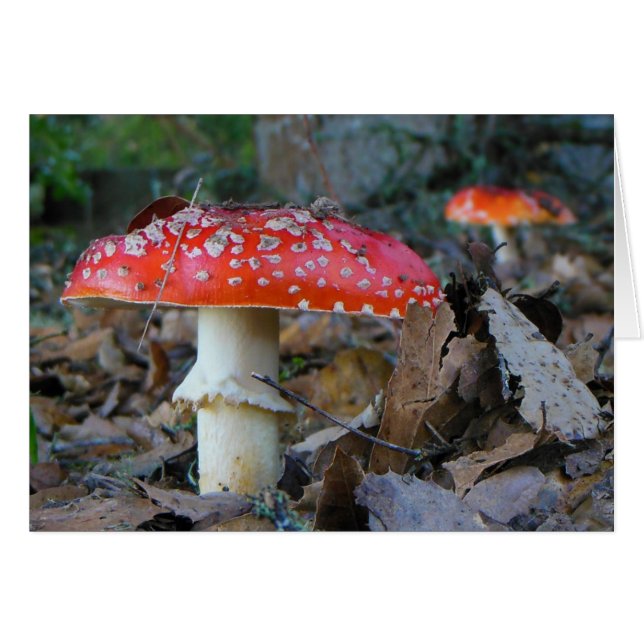 Amanita Mushroom Blank Card Hälsningskort (Framsidan Horizontal)