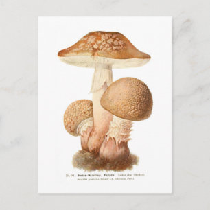 Amanita pustulata vykort