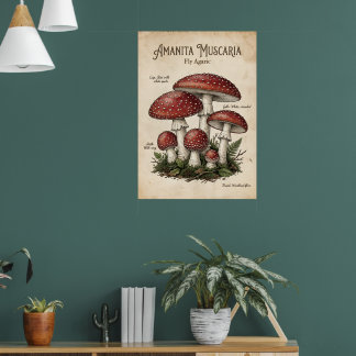Amanita Svamp Botanisk Affisch