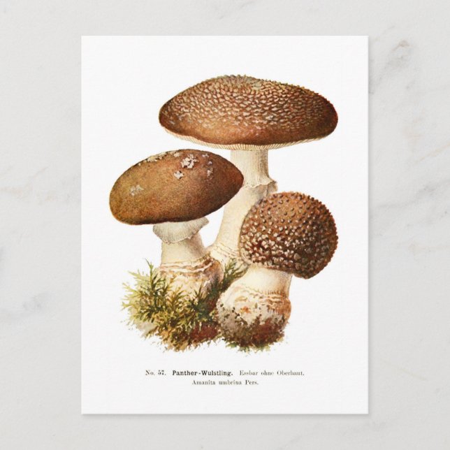 Amanita umbrina vykort (Framsida)