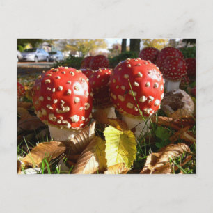 Amanitamuscaria Vykort