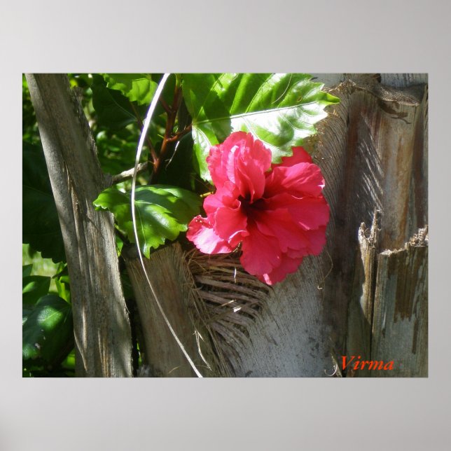 Amapola enamorada del palmar poster (Framsidan)