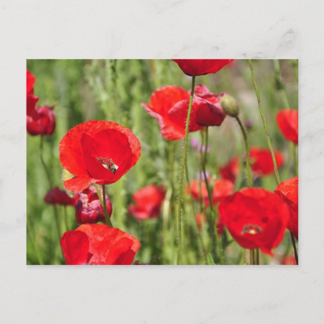 Amapolas Vykort (Framsida)