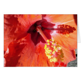 Amarylis-hälsningskort Hälsningskort