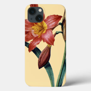 Amaryllis