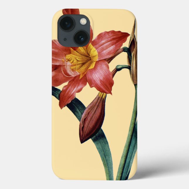 Amaryllis (Baksida)