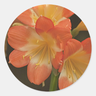 Amaryllis 2 runt klistermärke