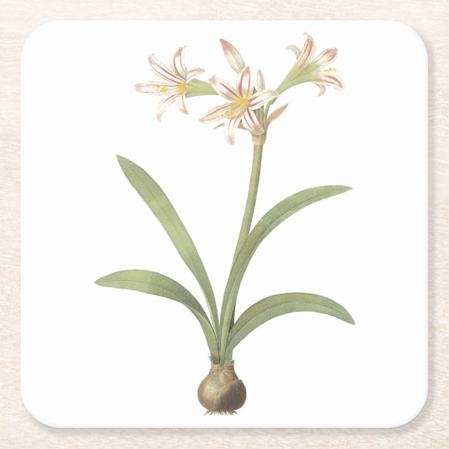 amaryllis(Amaryllis vittata) från Redouté Underlägg Papper Kvadrat (Framsidan)