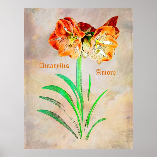 Amaryllis Amore Poster (Framsidan)