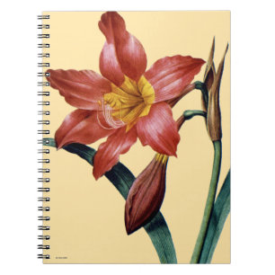 Amaryllis Anteckningsbok Med Spiral