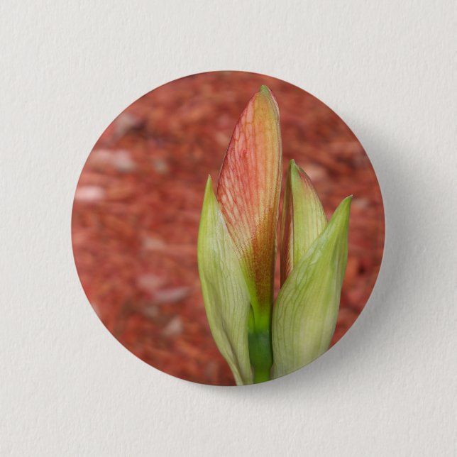 Amaryllis Äppelblomsterknopp Knapp (Framsida)
