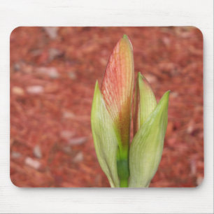 Amaryllis Apple blommar Blomad Musmatta
