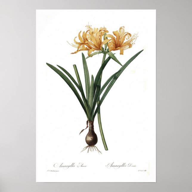 Amaryllis aurea poster (Framsidan)