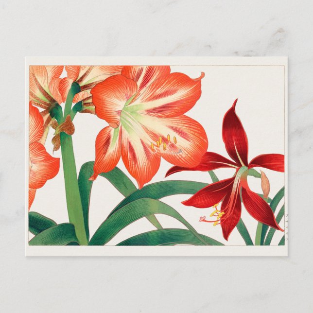 Amaryllis av Tanigami Konan Vykort (Framsida)