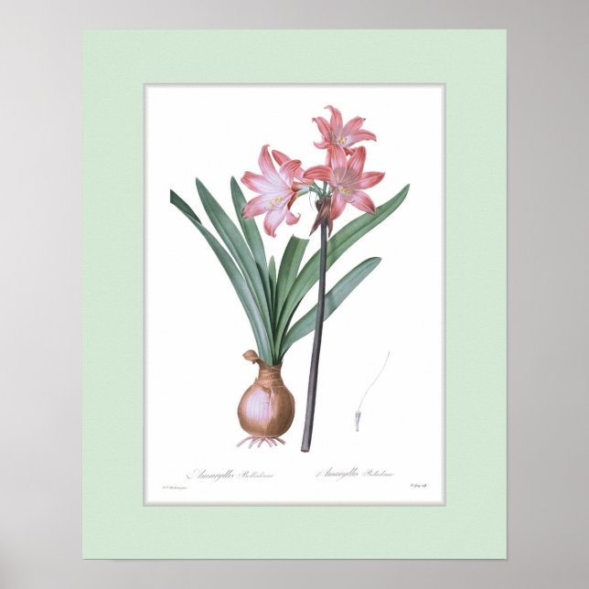 Amaryllis belladonna,Anpassningsbar gräns Poster (Framsidan)