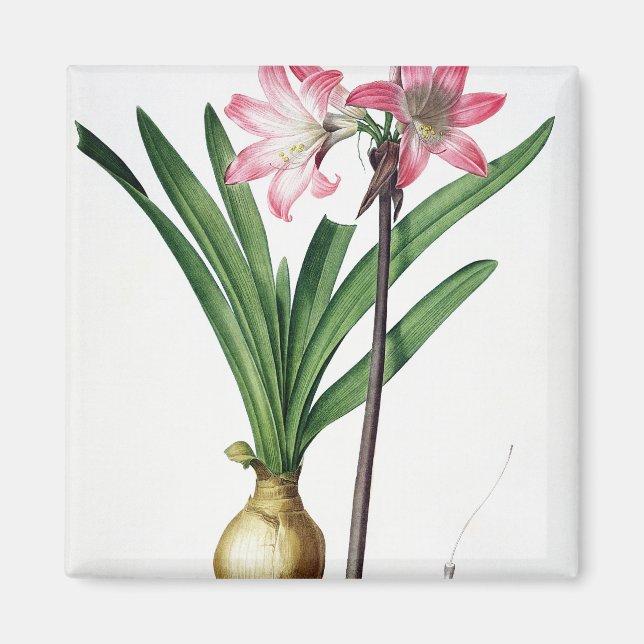 Amaryllis Belladonna från "Les Liliacees", engrav Magnet (Framsidan)